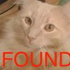 JFK Airport Miracle: Jack The Cat Was Lost But Now He Is Found!